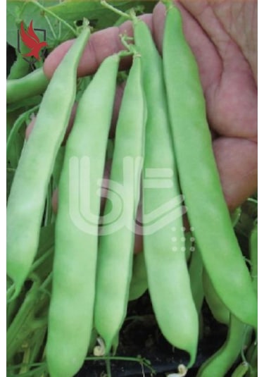 Bursa Tohum Balkız Fasulye Tohumu Oturak 250 Gr