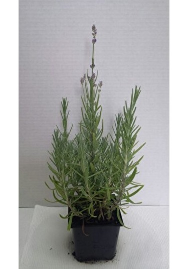 Lavanta Lavandula Angustifolia Fidanı 10-20 Cm