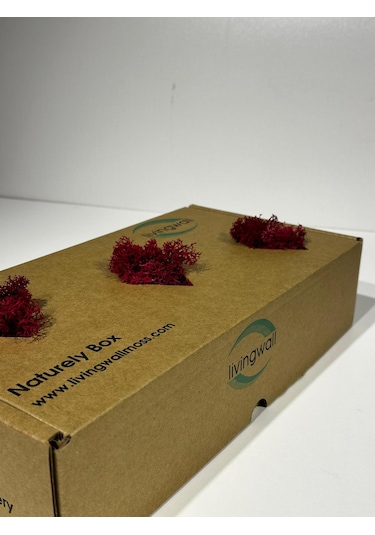 Reindermoss Şoklanmış Norveç Yosunu Terarium Yosunu Fushia 500 Gr.
