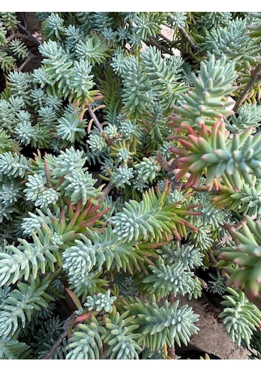 Sedum Reflexum 'blue Spruce' - 5 Adet Yer Örtücü Sukulent