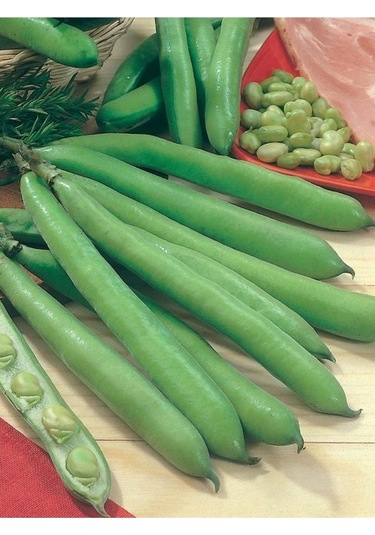 200 Adet Tohum Nadir Organik Bakla Tohumu Sürpriz Hediye Tohumludur