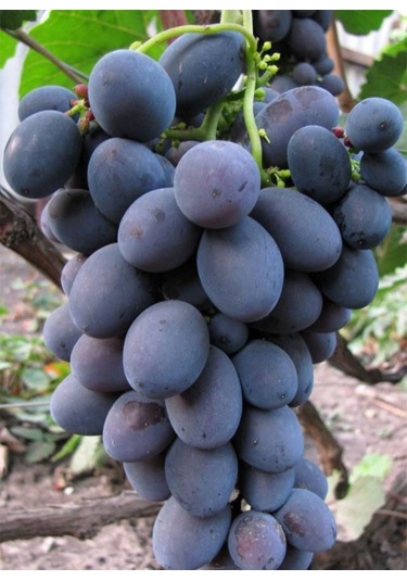 Siyah Horoz Karası Üzüm Fidanı 1-2 Yaş Arası Tüplü