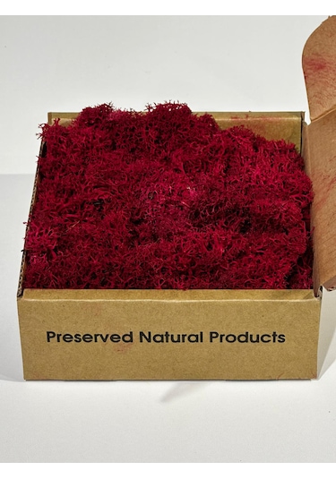 Reindermoss Şoklanmış Norveç Yosunu Terarium Yosunu Fushia 100 Gr.