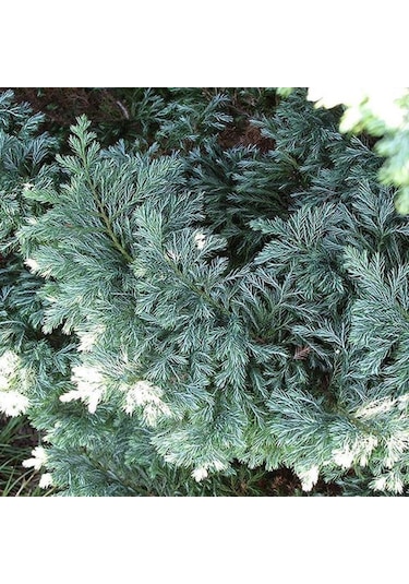 Boulevard Savara Yer Örtücü Yalancı Servi Fidanı 1-2 Yaş Arası