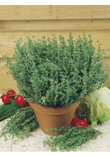 Doğal Anadolu Dağ Kekiği Tohumu 1000 Ad Tohum