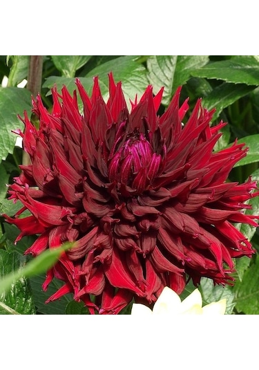 Red Kenora Mackob B Dahlia Yıldız Çiçeği Yumrusu 1 Adet