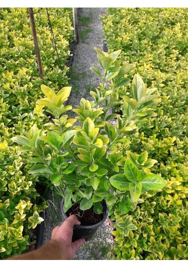 Gold Taflan 20 Adet - Sarı Çit Bitkisi