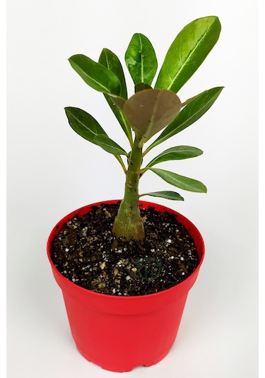 Çöl Gülü Adenium Obesum 8.5 Cm Kırmızı Saksıda Caudex Bonsai