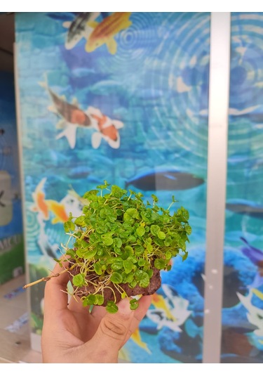 Dichondra Repens "Kayaya Tutturulmuş"