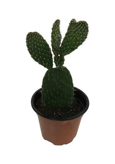İncir Kaktüs (Opuntia Ovata)