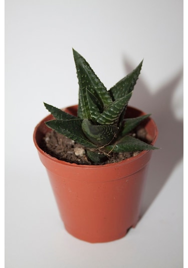 Haworthia Limifolia Sukulent Tekli 5,5 Cm Saksıda