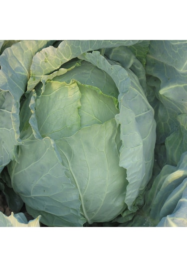 Yalova Lahana Tohumu