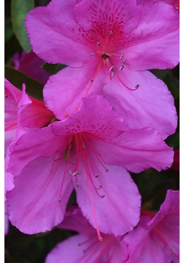 Açelya Fidanı Baharın En Güzel Habercisi: Açelya 2 Yaşında Tüp...