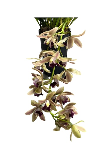 Cymbidium Cascade 'devon Splas' Simbidyum Orkide