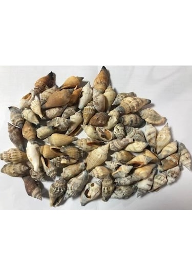 %100 NATUREL DOĞAL GERÇEK DENİZ KABUĞU 500 Gram -MMM4761