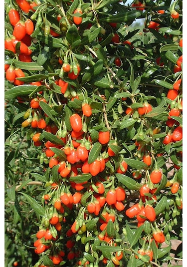 Organik Bitkim Goji Berry Kurt Üzümü 1000 G