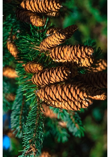 Çam Kozalağı Sirkesi 250 Ml - Doğal Fermantasyon Geleneksel Yöntem Üretim