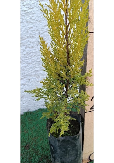 Videolu Limoni Servi Çamı 1 Adet Saksılı/ Tüplü 30-60cm Bahçe Bitkisi Cupressus