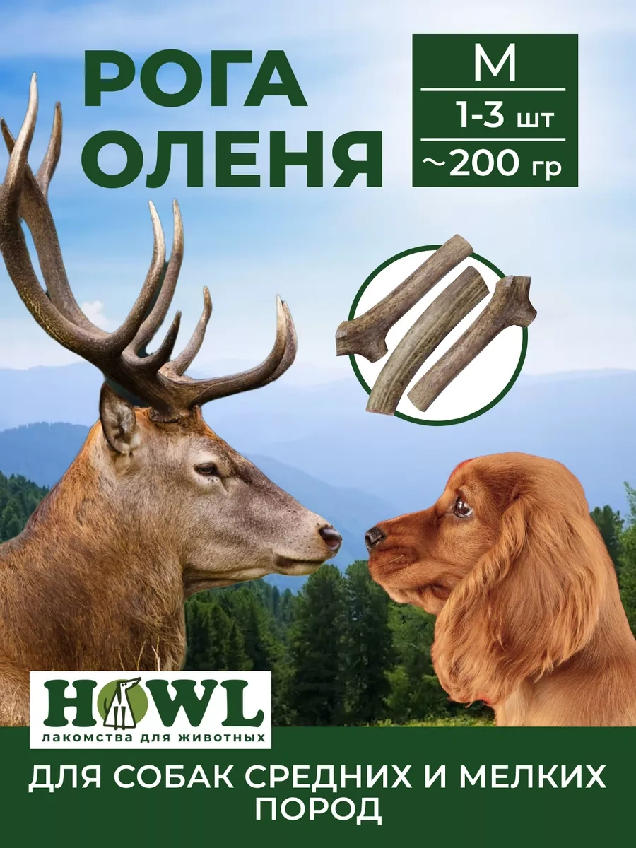 Howl Kuzey Ren Geyiği Boynuzları M 200g 142544447