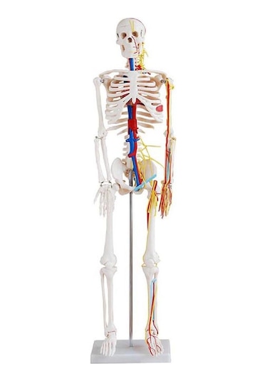 İnsan İskeleti Modeli Sinirli ve Kan Dolaşımlı 85 cm