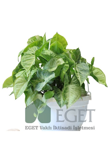 Melek Kanadı Çiçeği Syngonium Podophyllum - 2 Lt Askılı Saksıda