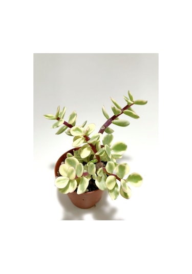 Portulaca Afra Variegata Alacalı Fil Azığı Sukulent Bitki