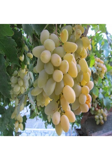 Tüplü Razaki Üzüm AsmaBağ Fidanı