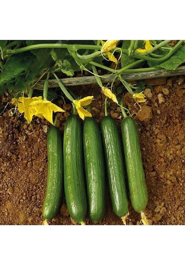 50 Adet Tohum Organik Badem Köy Salatalığı Tohumu Kaliteli Salatalık Saksılık Salatalık Tohumu