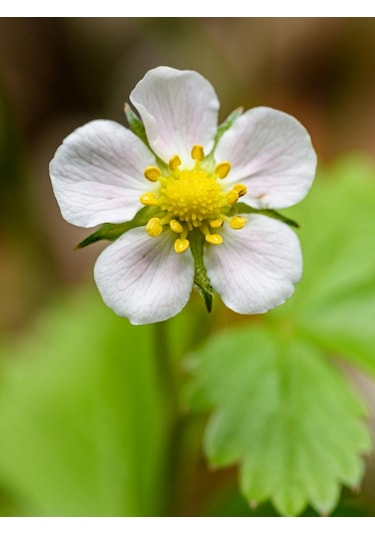 15 adet Karadeniz Kokulu Yabani Dağ Çileği Fidesi Açık Köklü 10-20 Cm