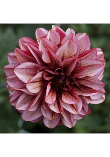 10 Adet K Beyaz Renk Dahlia Yıldız Çiçeği Tohumu + 10 Adet Hediye Karışık Renk Gül Tohumu