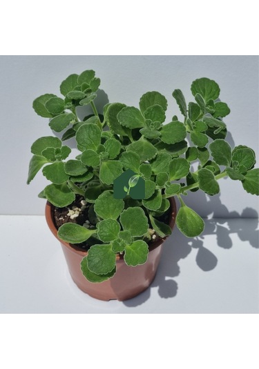 Küba Kekiği Plectranthus Amboinicus Lour. Spreng