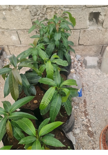 Mango Fidanı Mangifera İndica L.. 50-60 Cm. Tüplü