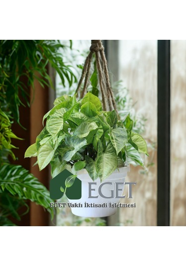 Melek Kanadı Çiçeği Syngonium Podophyllum - 2 Lt Askılı Saksıda