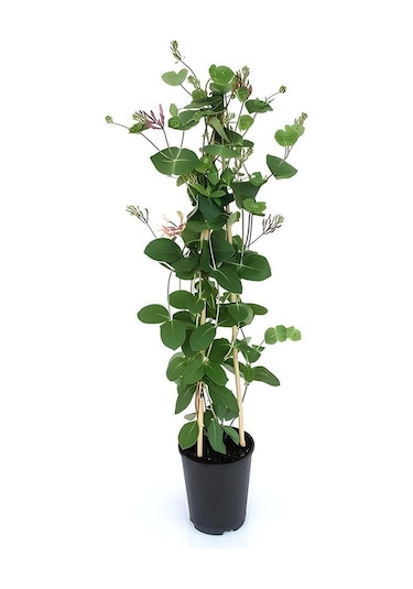Duranta/mor Ağaç Menekşesi+kokulu Hanımeli Çiçeği Fidanı 2'li Bahçe Peyzaj Seti