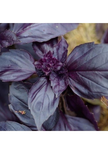 Koyu Renkli Tatlı Fesleğen Tohumu 100 Tohum