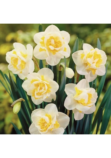 Özel Çeşit White Lion Nergis Soğanı 5 Adet