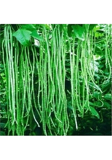 İthal Uzun Çin Fasülyesi Tohumu 3 Fasulye Tohumu