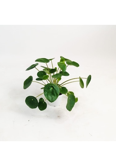 Pilea Peperomioides-çin Para Bitkisi