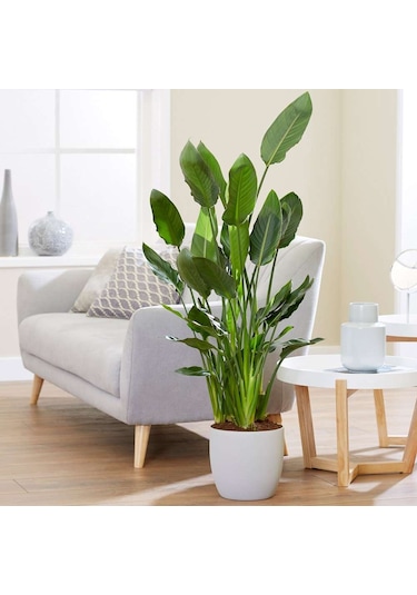 Starliçe Cennet Kuşu Çiçeği Strelitzia Nicolai - 60 Cm 2 Adet