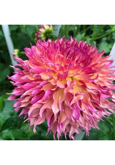 Dev Çiçekli Myrtle's Folly Dahlia Yıldız Çiçeği Yumrusu 1 Adet