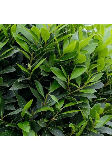 Defne Fidanı - Herdem Yeşil, Güzel Kokulu Ve Faydalı