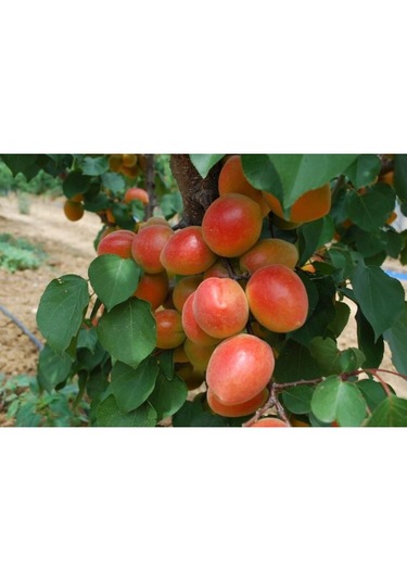 Kayısı Perfect Red 180-220 Cm Tüplü
