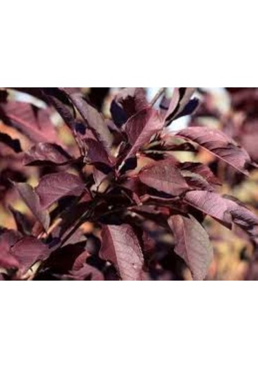 Kırmızı Yapraklı Süs Kirazı Prunus Schubert Fidanı 1-2 Yaş