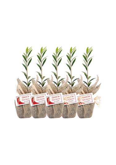 Özel Günlerinizde Ölümsüz Bir . Zeytin Fidanı
