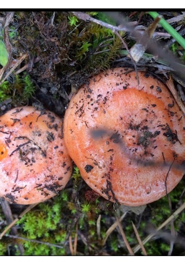 Kanlıca Mantarı Çintar Çam Melki Mantar Tohumu 100gr