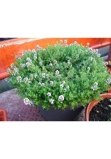 500+ Aromatik Kekik Tohumu N113345