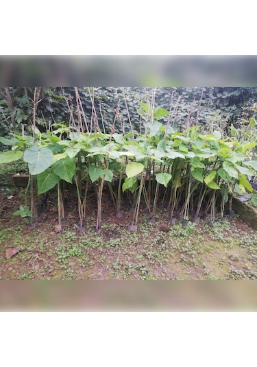 Tamarillo 70-100 Cm Tüplüdür
