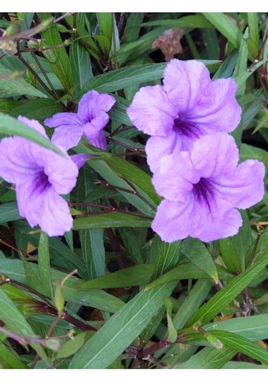 Meksika Petunyası Çiçeği - Ruelya Ruellia 120-150 Cm