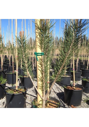 Gmt Fidan Bağlama İpi 3.5 MM 2.5 KG 220 M