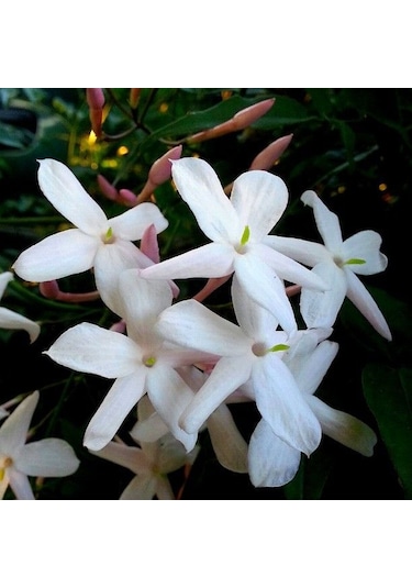 Yaprakları Ve Güzelliğiyle Mest Eden Tüplü Arap Yasemini Fidanı